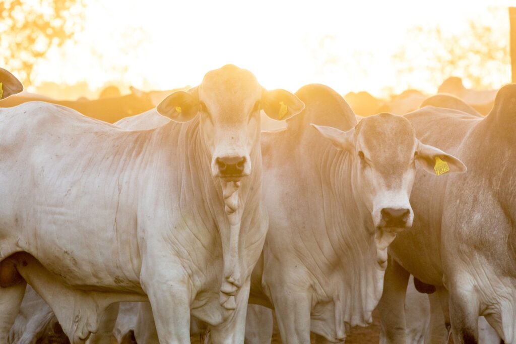 ribas agropecuária 265